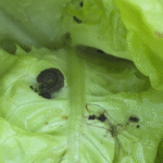 🐛 Orugas en la huerta: cómo identificarlas, prevenirlas y controlarlas sin volverse loco