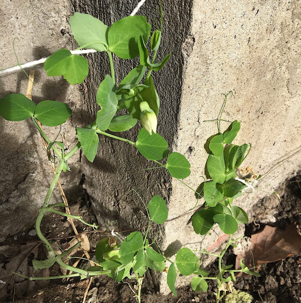 Cómo cultivar arvejas en huertas urbanas: guía completa